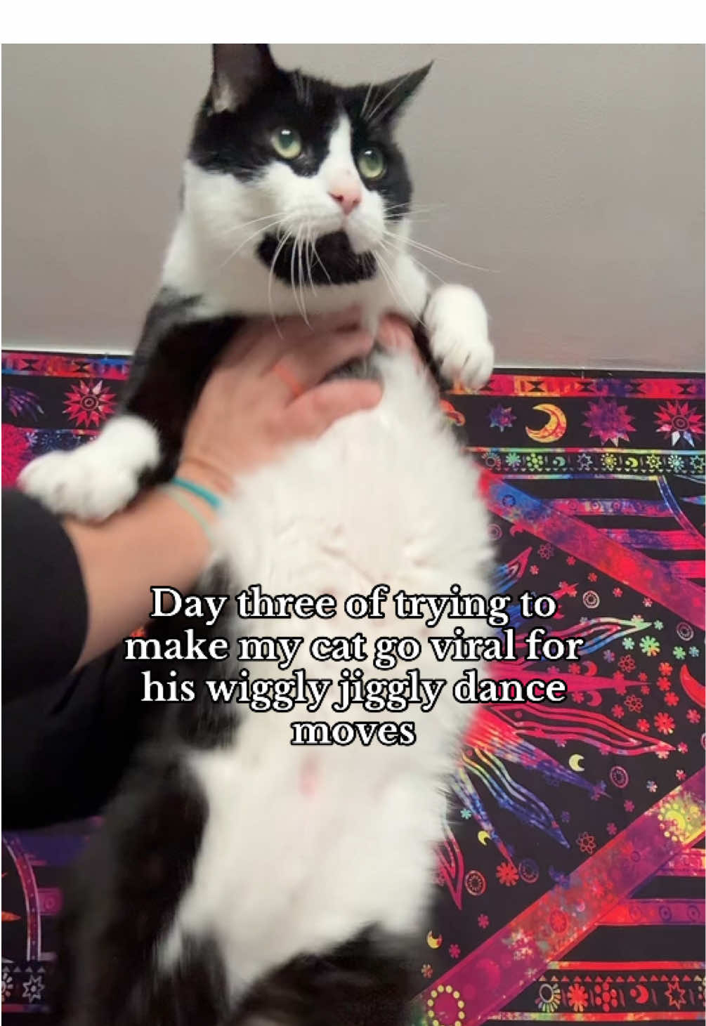 #cat #catsoftiktiok #foryou #dancing #funny 