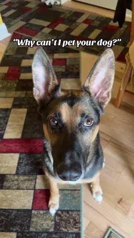 True story!#foryou #dogsoftiktok #germanshepherd #guarddog #dogbite 