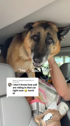 Replying to @Abigail.Campbell5121 prepping us for future baby blowouts hahahah okay but honestly we have road tripped with these pups for the last 10 years without a single 💩🤮 so considering us so lucky 😂👏🏼 poor Maxy baby is feeling better !!!!