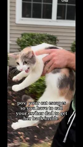 i swear she’s a perfect little angel #fyp #foryou #cat #ex 