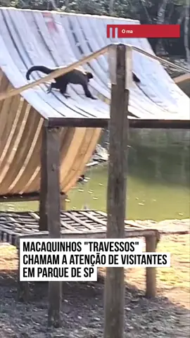 E um grupo de #macaquinhos bem #travessos chamou a atenção nas redes 🐒🙉 Em um parque de São Bernardo do Campo em São Paulo, os visitantes foram surpreendidos pela agilidade e diversão deles 😅😅 Os animais se penduram pelos galhos usando o rabo, pulam e saltam em uma espécie de casinha feita com fitas, projetada especialmente para que possam brincar com segurança 🥰🥰 Que danados né?! #entretênews 📹 estehramos | @myhoodbr