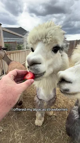 Strawberries this round was a very different reaction with the alpacas than the first time!  #peppergrassranch #muckbang #strawberry #tryingnewthings #newfood 