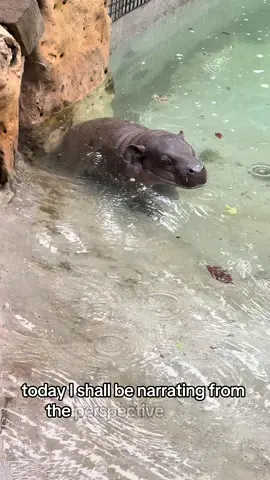 Mars just wants to go inside and Sierra’s messing around in the pool. #mars #babyhippo #kansas
