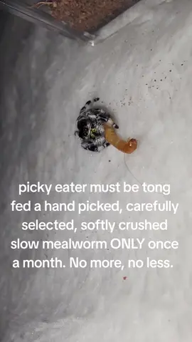 Will maybe take the ocassional fruit fly in between feedings #jumpingspooders #jumpingspooder #spidersoftiktok #jumpingspider #spood 
