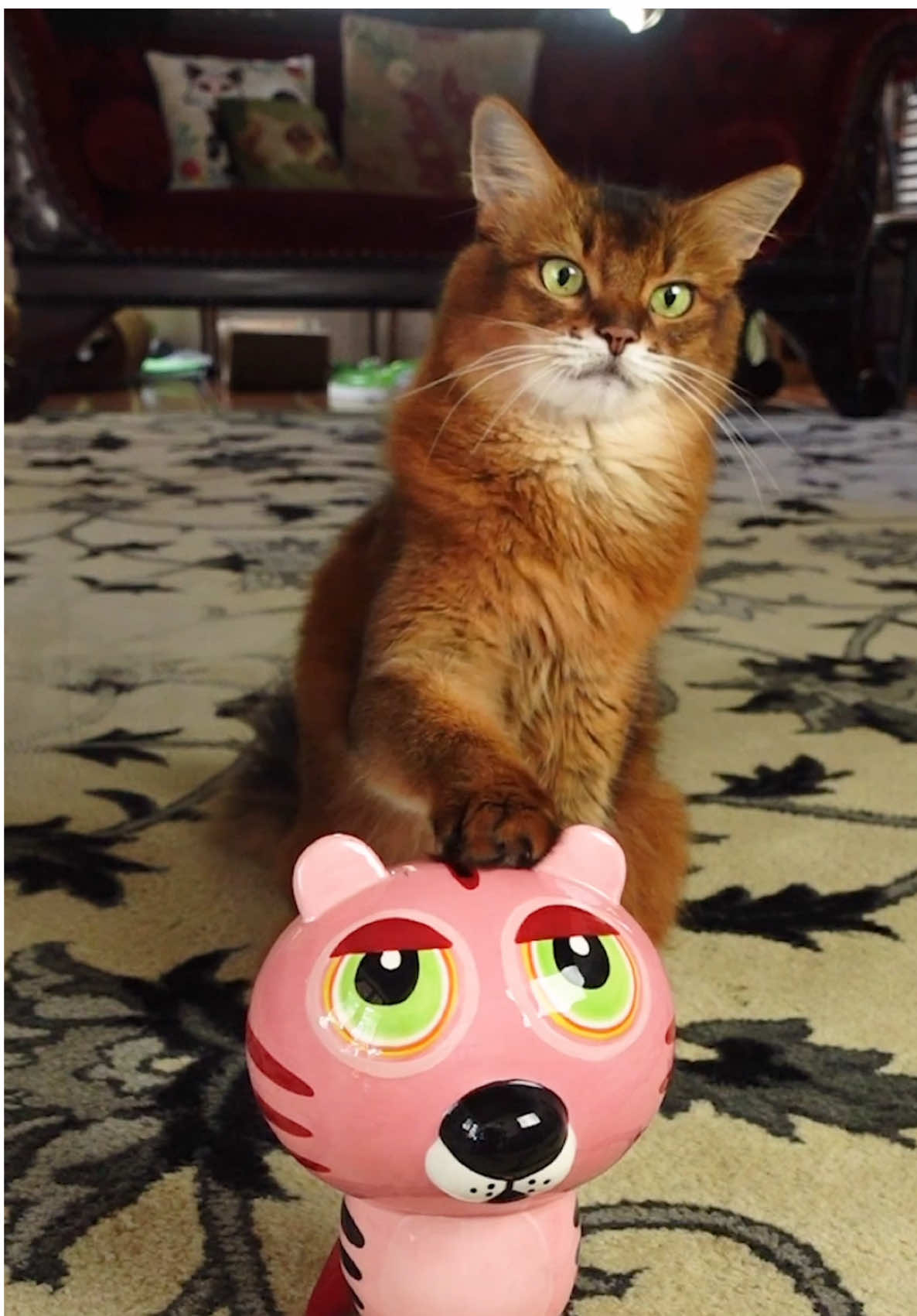 Summer’s ability to touch things on command comes in handy so often during video shoots! So I have her practice regularly by finding random things around the house. Here’s what she had to touch in this session ##cattricks##cattraining##catsoftiktok##cattok##creatorsearchinsights