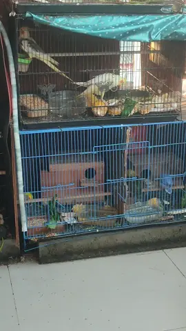 #falk#lovebirds 