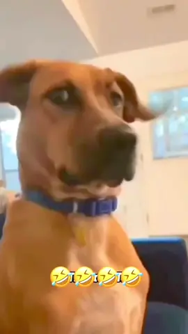 😂😂😂😂 #funnyvideos #voiceover #dogsoftiktok #catsoftiktok #PetsOfTikTok 