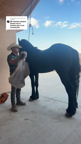 Respuesta a @rangelll como echarle la montura a un caballo 🐎 #fyppppppppppppppppppppppp #horses #caballos #potros #potros 