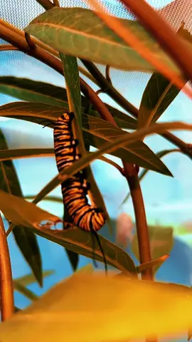 Our babies preparing for metamorphosis #catepillar #monarch #metamorphosis #butterfly #nature 