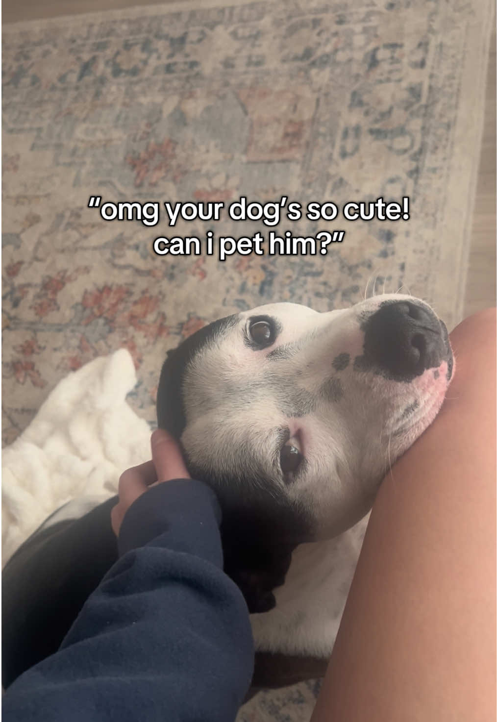 tbh old people don't ever even ASK if they can pet him lol they just go ahead and try to do it and laugh uncomfortably when he growls at them 😅 Like babe did nobody ever teach you to ask before you touch someone's dog? Every kid that's approached us has always known to ASKKKK #reactivedog #staffy #pitbull #boomers #oldpeople 
