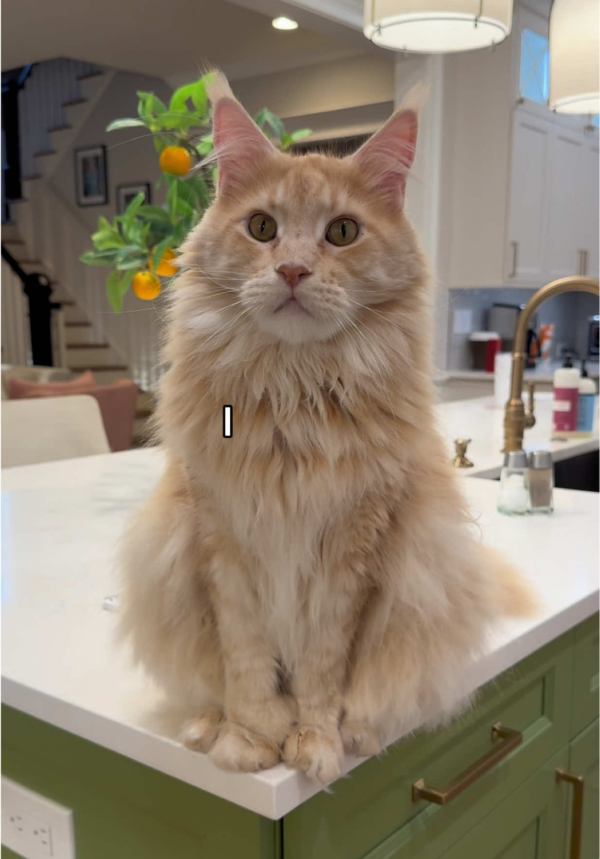 me-ow #catsoftiktok #cattok #mainecooncat #mainecoon #PetsOfTikTok 