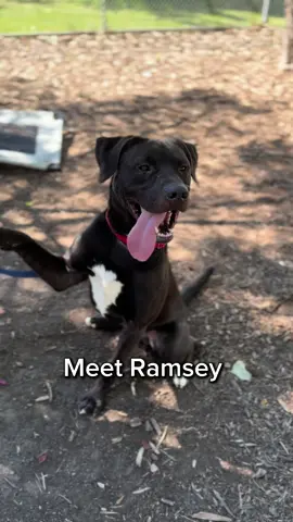 Meet Ramsey!!