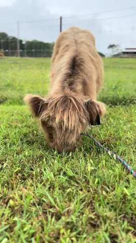 How the cool kids eat 😂 #millcreekfarmstn #cookevilletennessee #tennessee #foryoupage #highlandcattle #farmlife #coolkid 