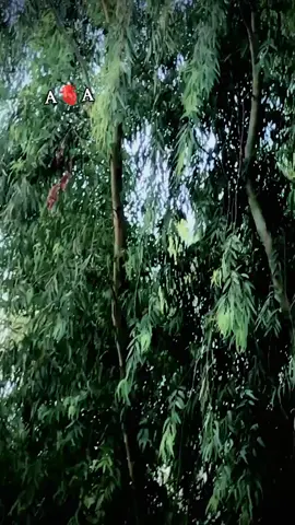 @🥺غم خار بادشاہ🦅 