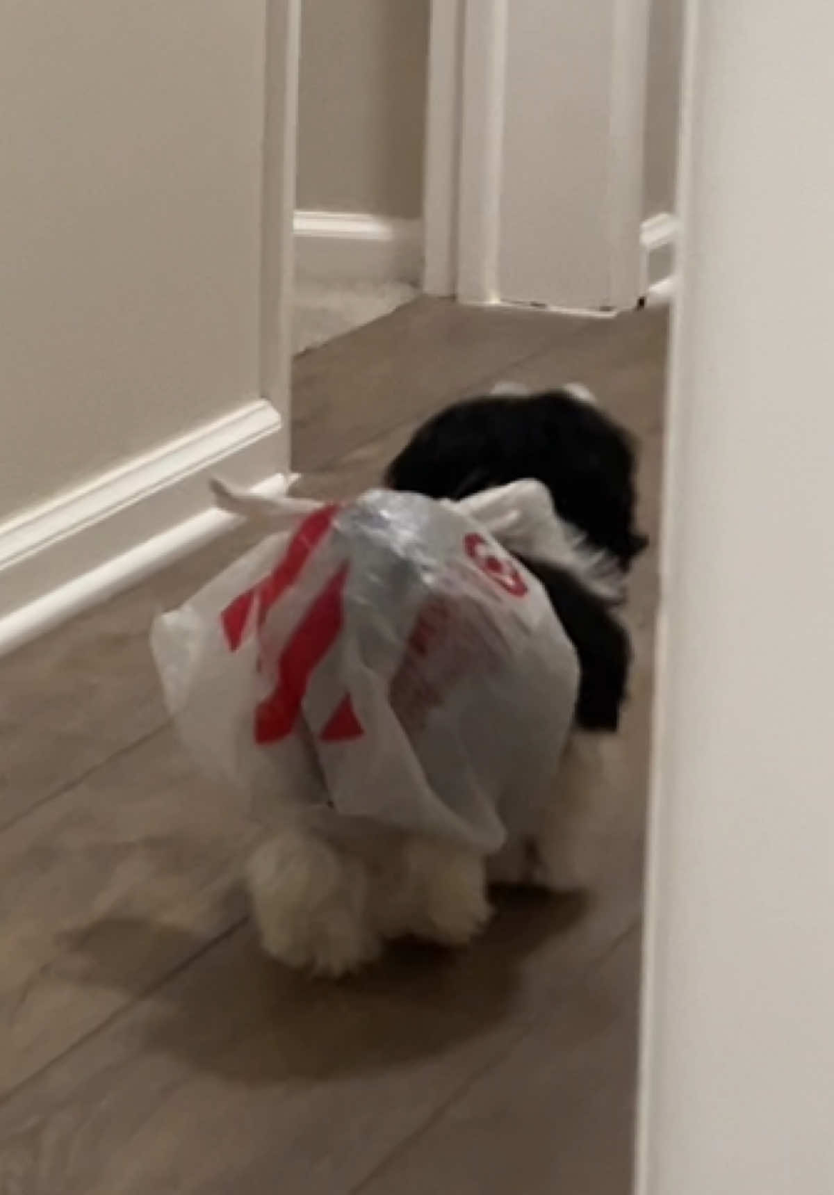 poor bernie #teddybeardog #maltese #shihtzu #fypシ #xyzbca 