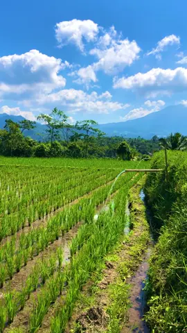 Sampurasun#reels__tiktok #kampungkuring #lemburkuring #suasanapesawahan #suasanapedesaan #sawahpadi #viraltrending #tasikmalaya_jawabarat #fyp #fyp 