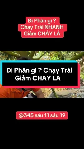 #xuhuong Đi Phân gì ? Giúp CHẠY TRÁI NHANH, Giảm CHÁY LÁ #xuhuongtiktok #chaylasaurieng #saurieng #hydro_mỹ 