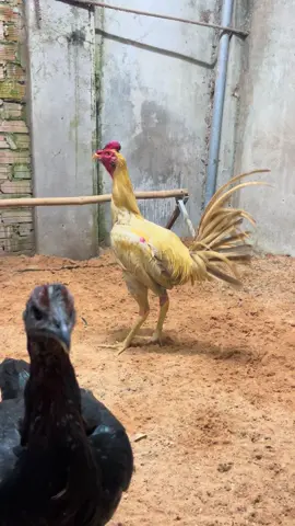 #peru 