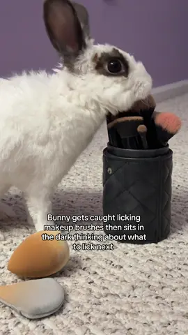 He got mad I took them away but the chemicals 😦 #PetsOfTikTok #bunny #fyp 