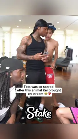 Tota was so scared  after this animal Kai brought  on stream 😭❤️‍🩹#fyp #foryou #kaicenat #tota 