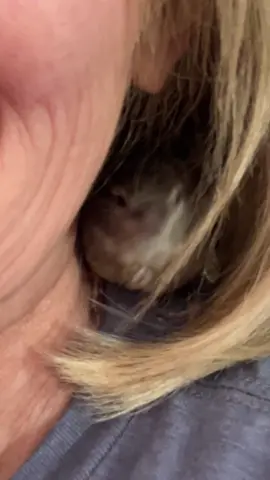 #SavingIris #HouseSparrow #birdsoftiktok🦜 