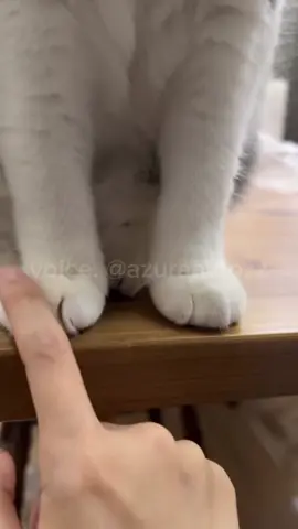 ✨ Follow now and enjoy animal voices like never before! If you enjoyed this content and want to support my work, any donation is greatly appreciated! 🩵Your support helps me keep creating more of what you love. link support on my bio Voice: Me(@azuraavrozz) Source: (instagram) @ catslov1ngs @ gentle_hamster_daily @ wise._.cat (please DM for credit/removal) #FYP#VoiceActing#Fandubber#Fandub #FunnyAnimals#CuteAnimals#AnimalFandub#AsianCreator#azuraafandubbing #azuraavoice#dubbing#animaldubbing