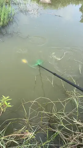 #Fish Bait #Landing Net #Fishing Gear / Fishing Equipment #Fishing #Electricity