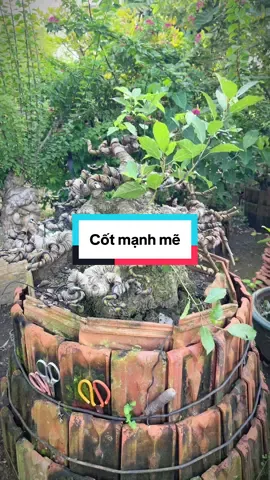 Tay đòn khủng và cốt lực #caycanhdep #caycanhnghethuat 