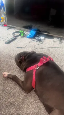 She’s supposed to protect the house but scared of the boogie man 🥴😭 #dogsoftiktok #dogs #doglover 