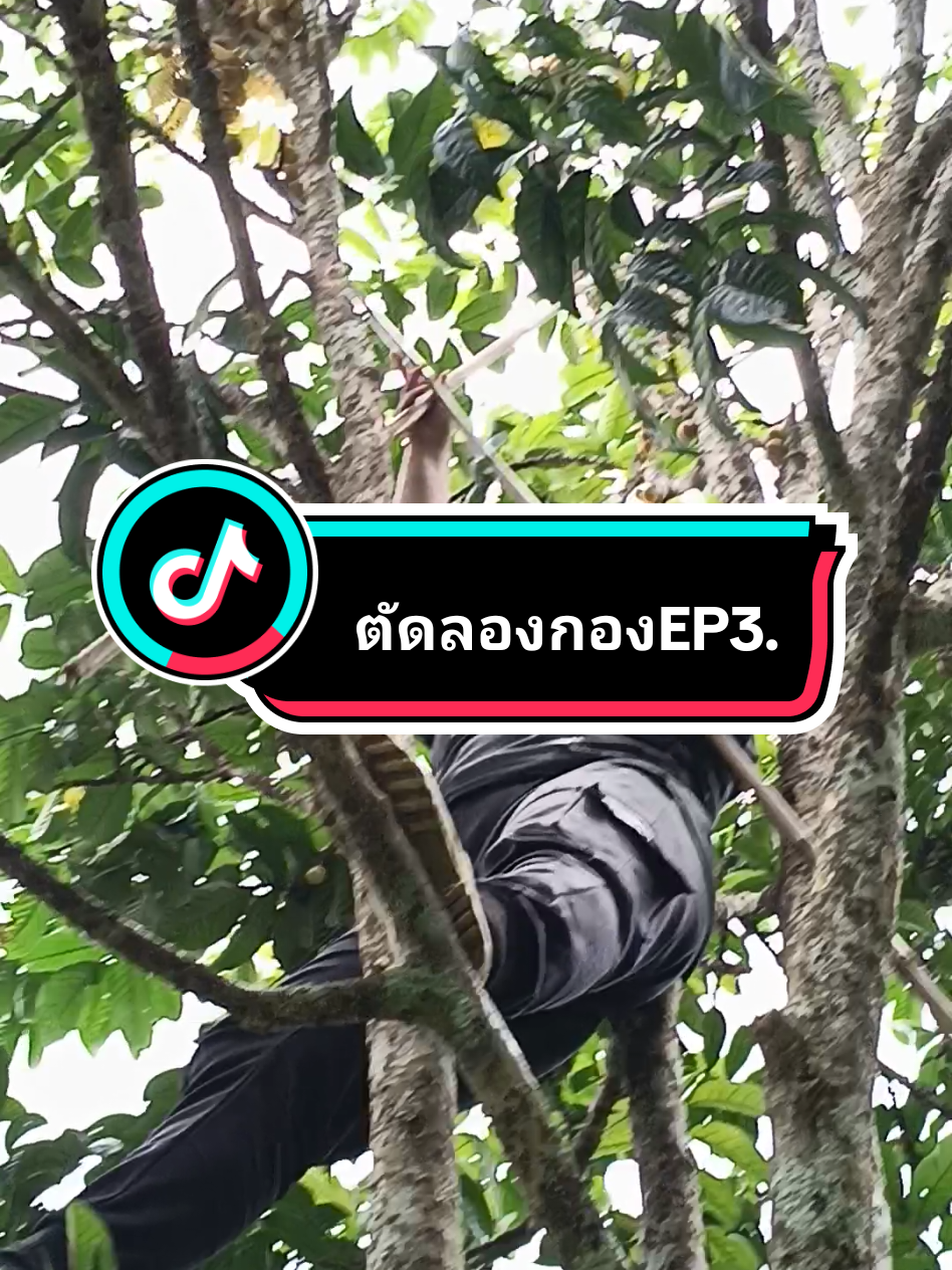#เข้าสวนตัดลองกองEP3. #กว่าจะตัดได้แต่ละช่อมันไม่ง่ายเลย #กว่าจะได้เงินแต่ละบาท 