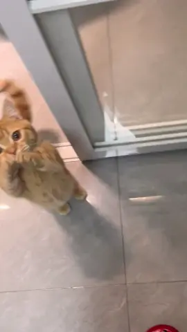 They act like I never feed them😅😅#cat #cats #catlover #kitten #catsoftiktok 