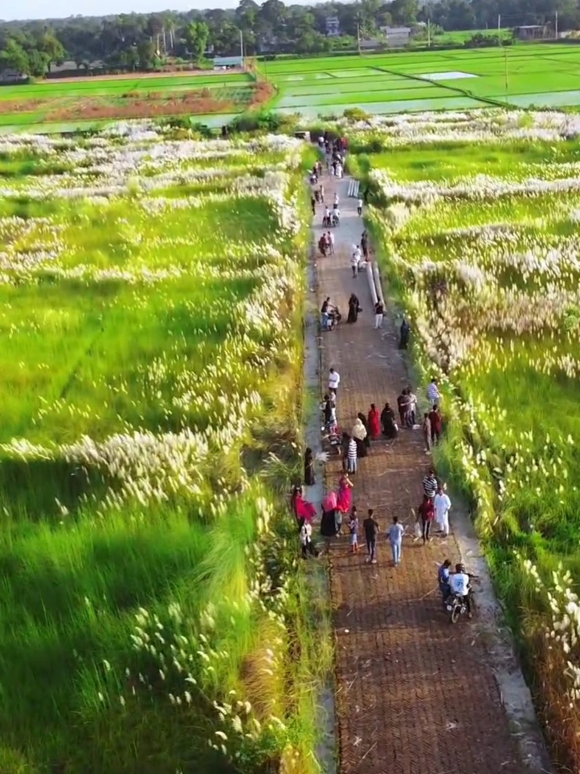 ব্রাহ্মণবাড়িয়া ছয়বাড়িয়া কাশফুল এত সুন্দর মাশাল্লাহ 🫶❤️‍🩹... #foryoupage❤️❤️ #foryoupage #ব্রাহ্মণবাড়িয়া 