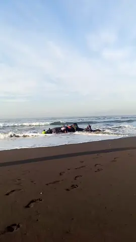 Ikan hiu berukuran cukup besar terdampar di pantai pancer puger (jember)