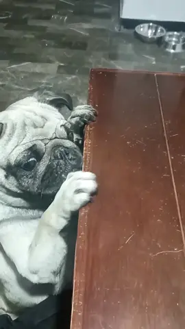 When the dog faces food on the table #fyp #dog #dogs #doglover #dogsoftiktok 