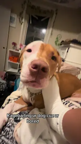 #pitbull #ragebaite #cutedog #relatable #fypシ 