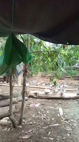 #tiktoklive #livehighlights