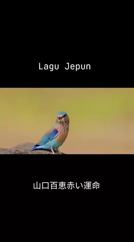#lagujepun  #山口百恵赤い運命  #segalapujibagiallah  #pemandanganalam 