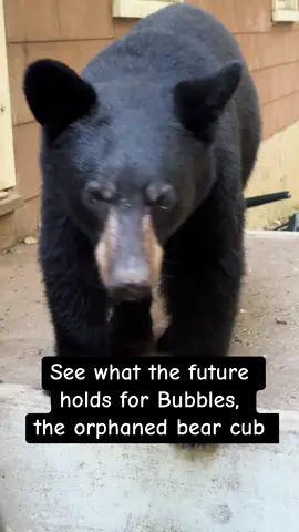 Bubbles is the orphaned bear cub which we have been watching grow up. See what the future holds for this beautiful fur baby with a big personality. You can’t help but love him! #bear #cub #wildlife #animals #Love 