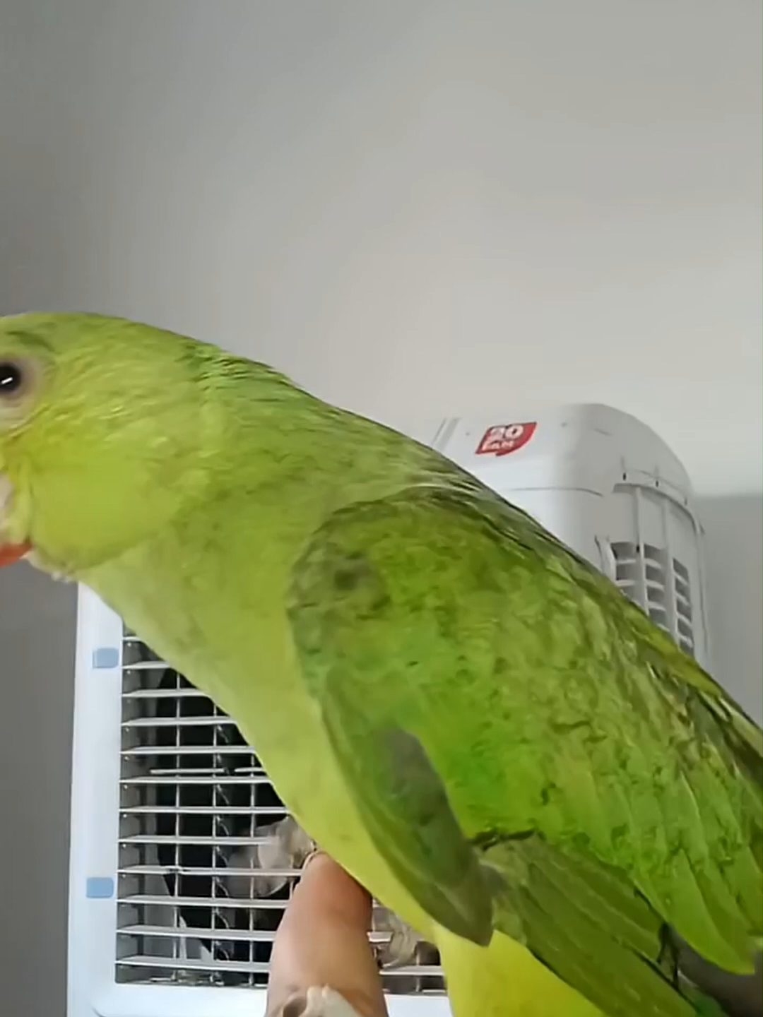 Mithu Parrot Sound - My parrot Mithu #parrot #bird #talking #talk #talkingtree #talkingparot #mithukibatain #petbird #cutebaby #FunnyParrot #TalkingParrot #ParrotTok #PetTok #ViralAnimals #CuteBirds #FYP #ViralVide #viral #funn #pets