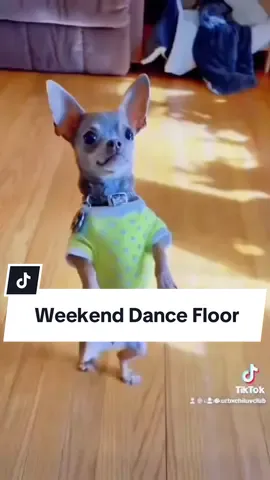 #dog #dogvideos #fyp 