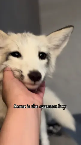 Scout is sweet #fox #marblefox #animals #fyp #foryoupage 