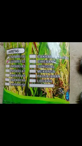 Ready Stock Benih Bulir Padi. Sertifikat Berlabel Ungu... Monggo Gaassssss ☕🌾😎 #petaniindonesia🇮🇩🇮🇩🇮🇩🌿🌿 #edukasi #pertanian #edukasipertanian #xybca 