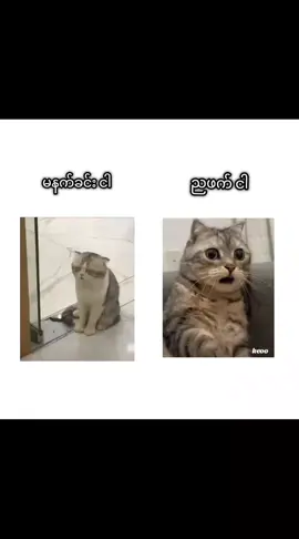 တကယ်