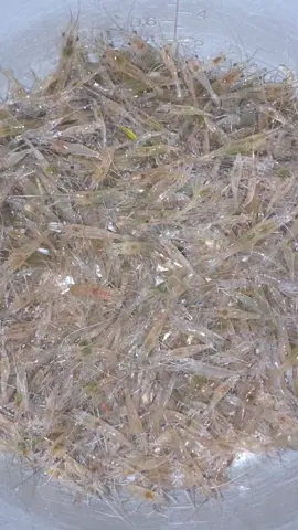 กุ้งโคโยตี้มาแล้วจ้า#กุ้งฝอย #ทุ่งนาของฉันน🌾🌿 