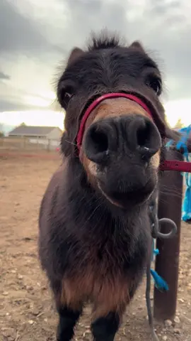 just Murphy things #murohy #minimule