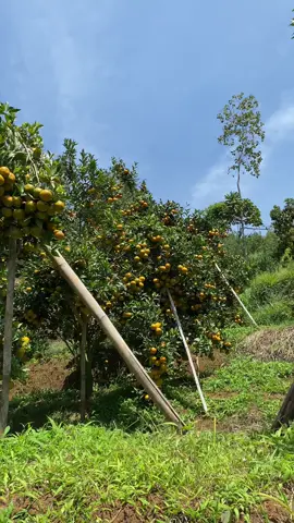 #siemmadumalangdau🍊 