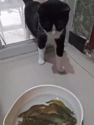 Temukan ponsel Anda hanya dengan satu tepukan!