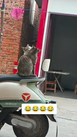 Động vật đáng yêu #xuhuong #cat #pet #animals #cute 