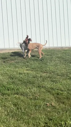 Chasing each other around the yard. Ella is always way faster than Marv! @Marv + Ella #dog #dogsoftiktok #funny #chasing #tiktok 