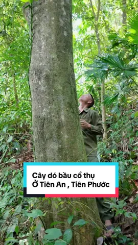 Trời nắng chang chang em đi tìm trầm. Mời mn theo chân e Tài đi tìm hiểu khám phá 1 cây dó bầu cổ thụ ở Tiên An nhé#tram #tramhuong #tramhuongtunhien